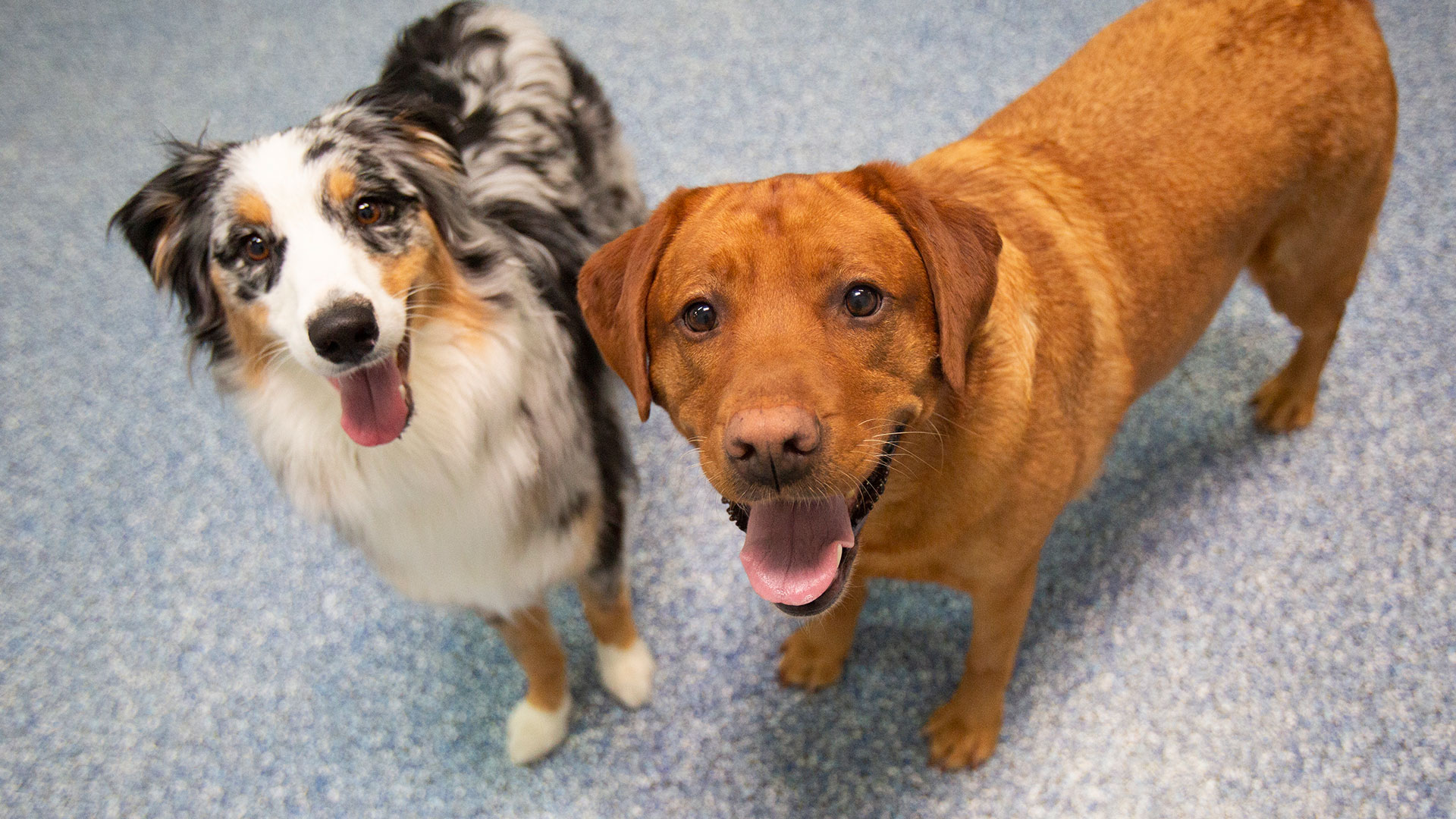 Pet Boarding and Daycare Near Me Mesa, AZ Bark Avenue Pet Resort