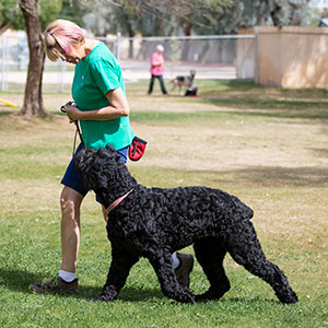 Dog being trained at pet boarding facility
