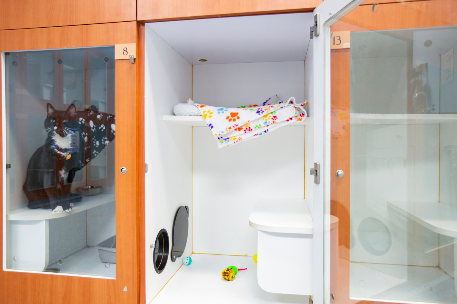 Pet Boarding in Mesa, AZ Bark Avenue