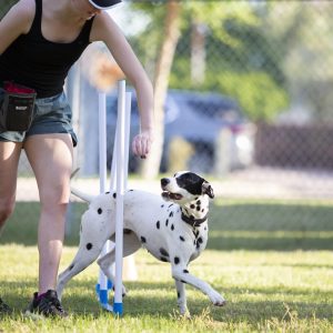 Dog Training in Mesa