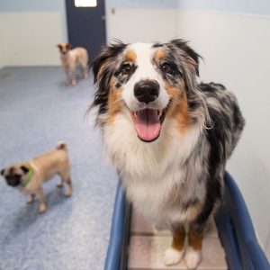 Dogs in Boarding Facility - Free Play Time