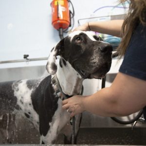 bark-ave-dog-wash-1-1280x854