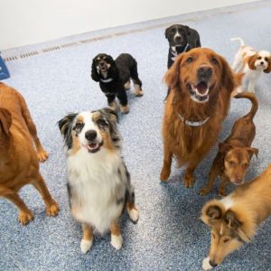 Pet / Doggie Daycare